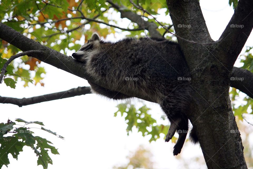 Raccoon sleeping on a tree branch