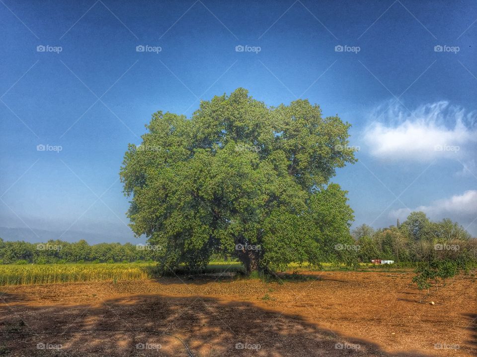 Oak tree