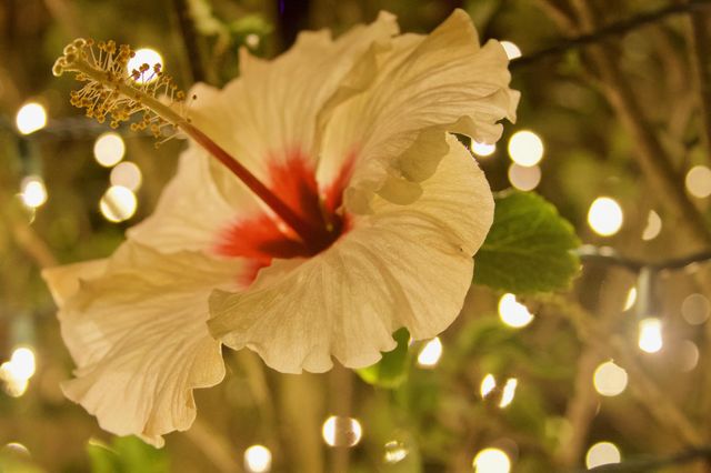 Hibiscus Evening Illumination