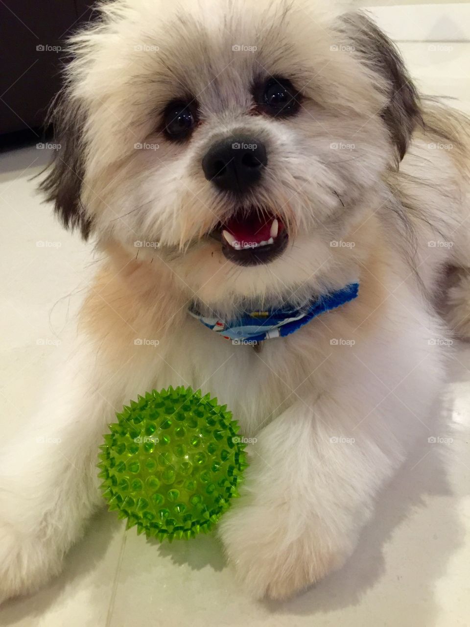 Shiranian Dog. Shiranian dog laying down on the floor with green ball