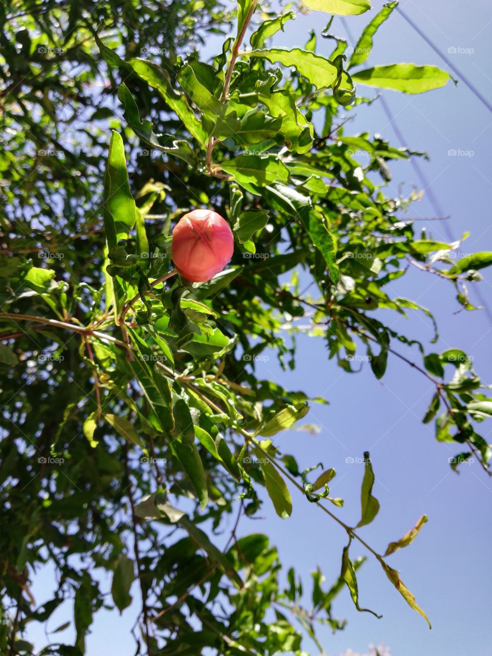 flower