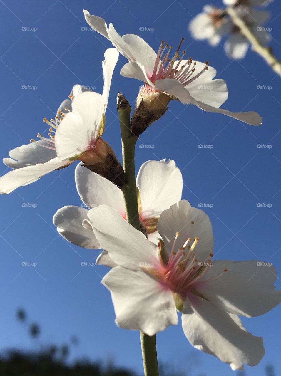 Blooming almond tree