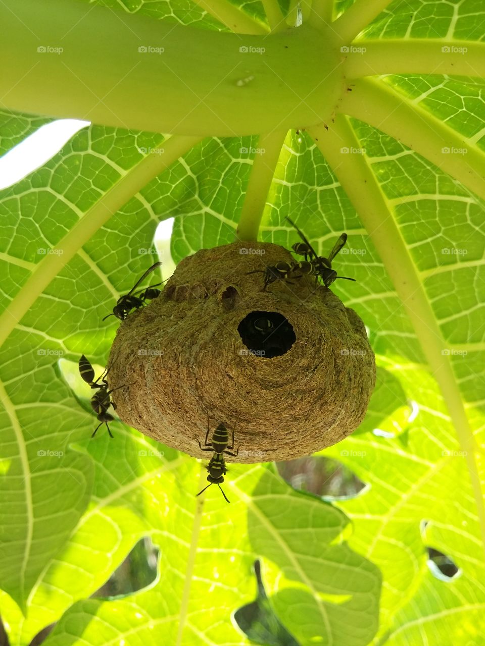 Hornet house under papaya foot leaf.