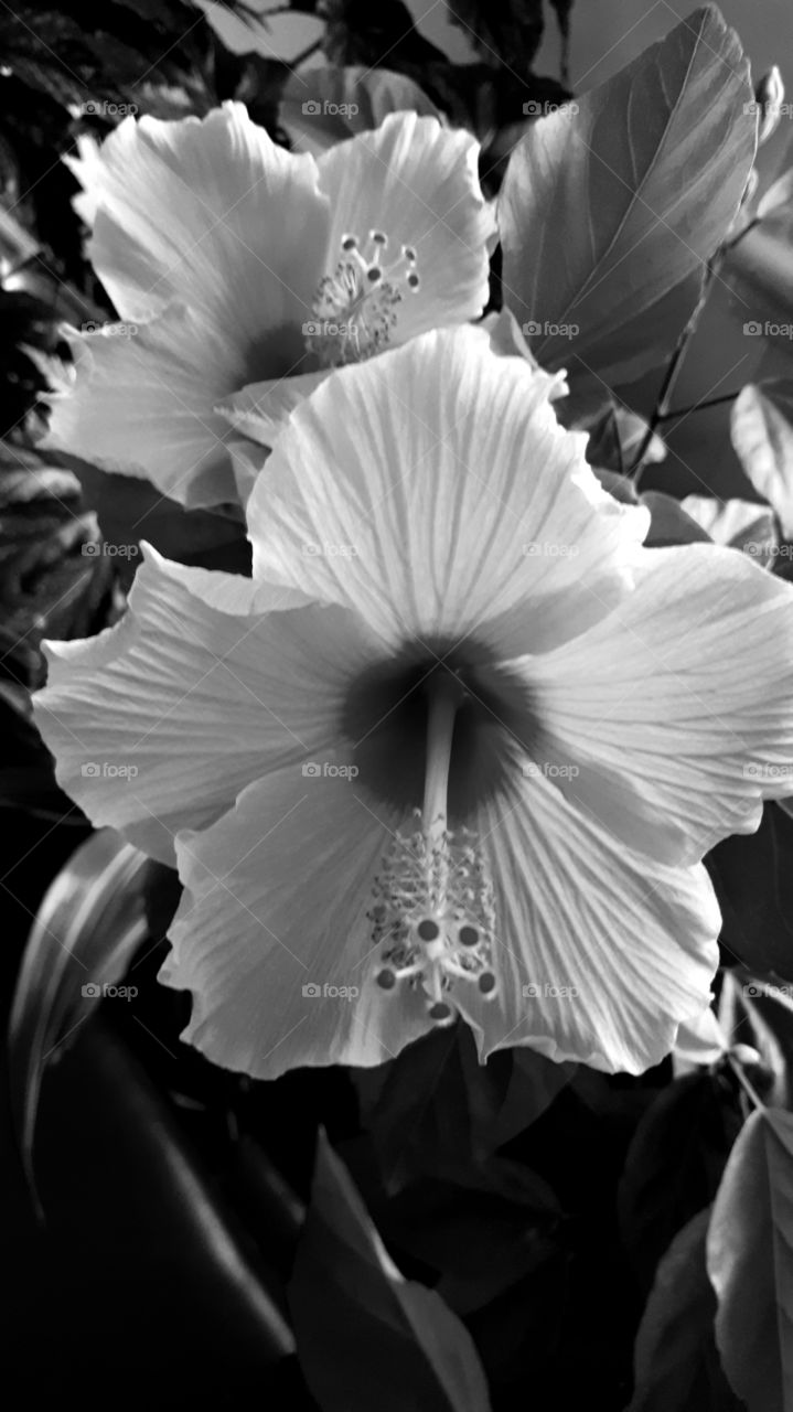 black and white hibiscus