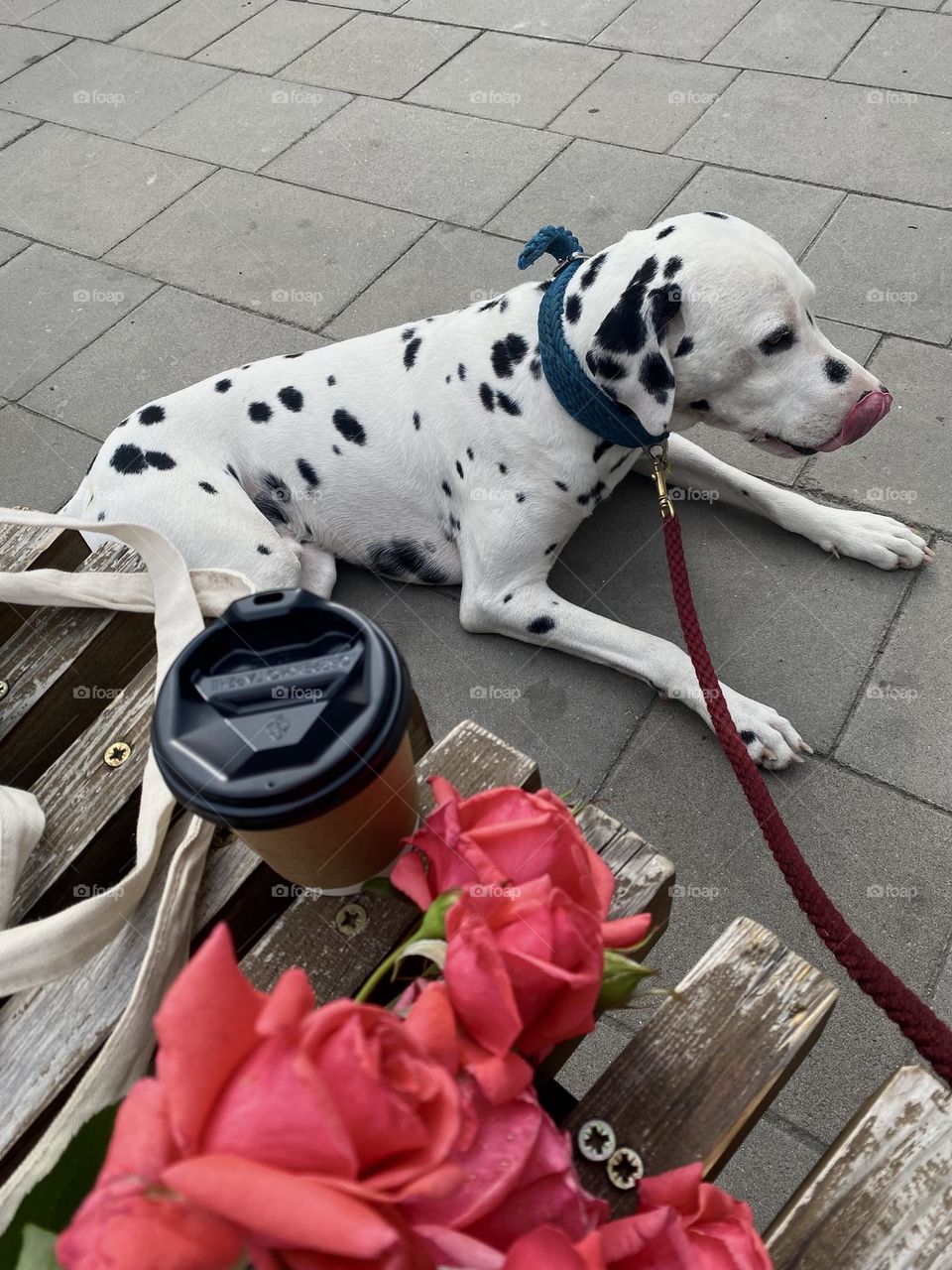Dog with pink flowers 