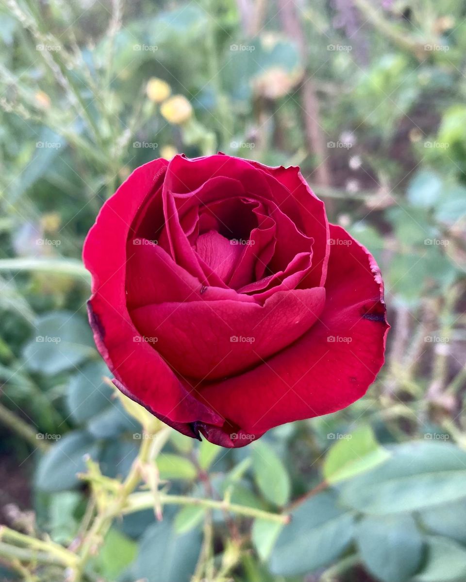 🌹 🇺🇸 Very beautiful flowers to brighten our day.  Live nature and its beauty. Did you like the delicate petals? / 🇧🇷 Flores muito bonitas para alegrar nosso dia. Viva a natureza e sua beleza. Gostaram das pétalas delicadas? 