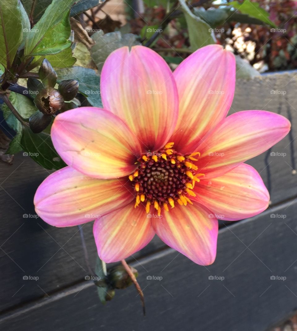 Flower in a window box
