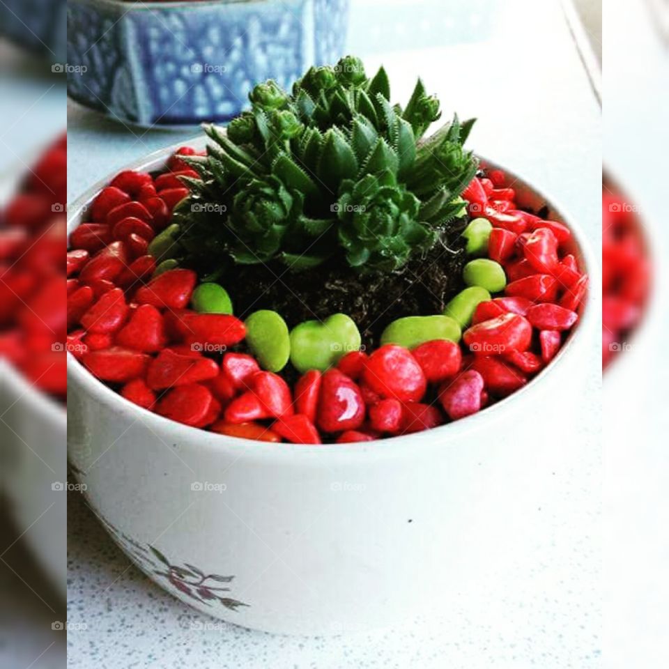 Succulent! 🌱