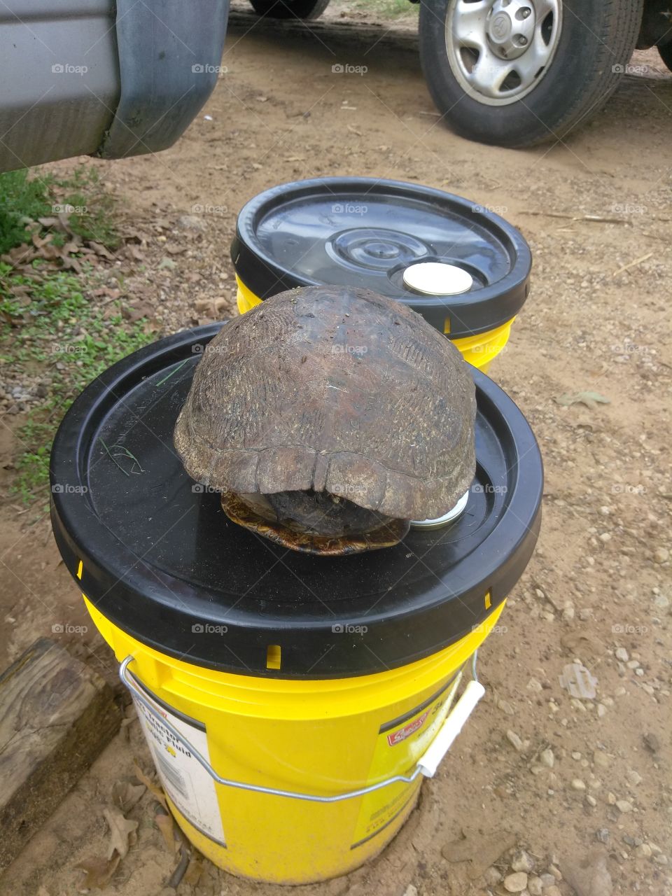 a turtle shell I found