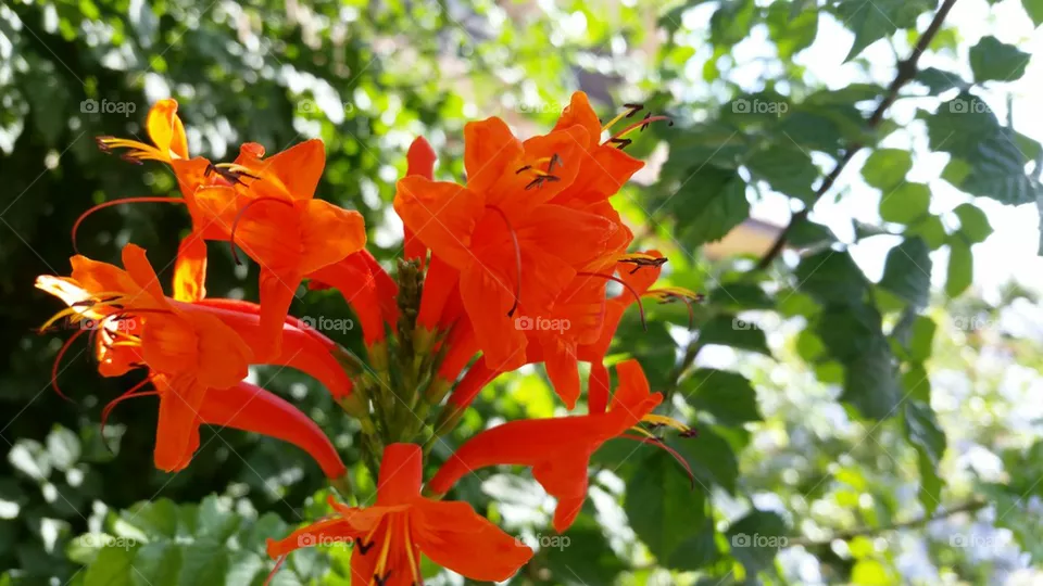 flowers