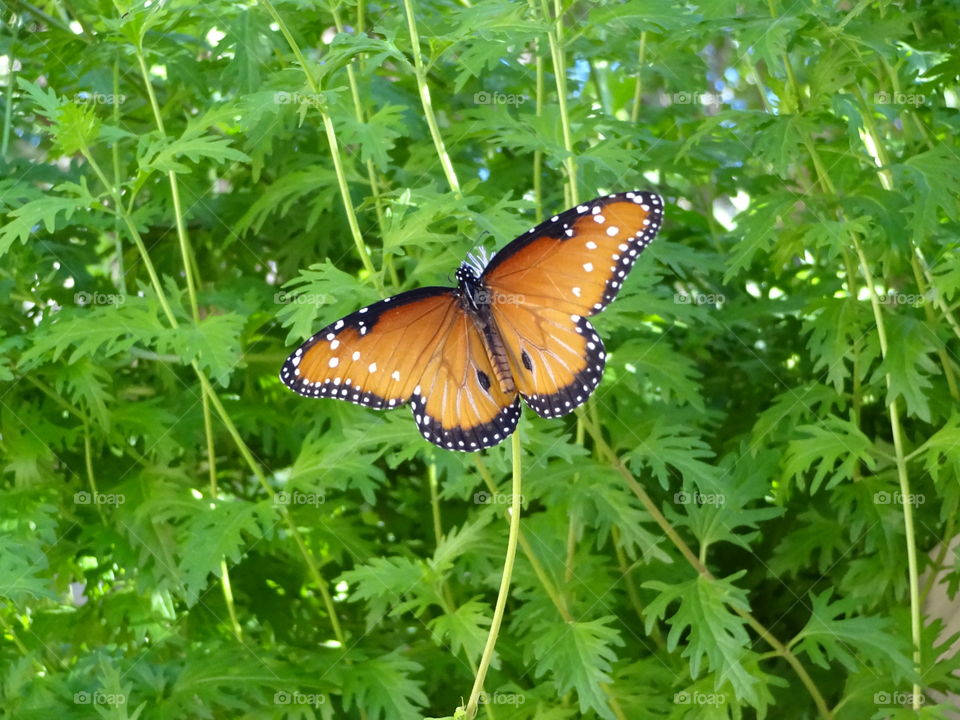 Garden butterflies