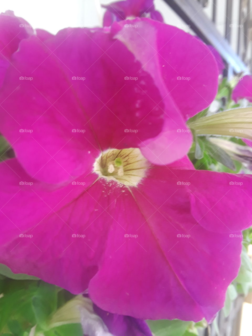 pink  flower