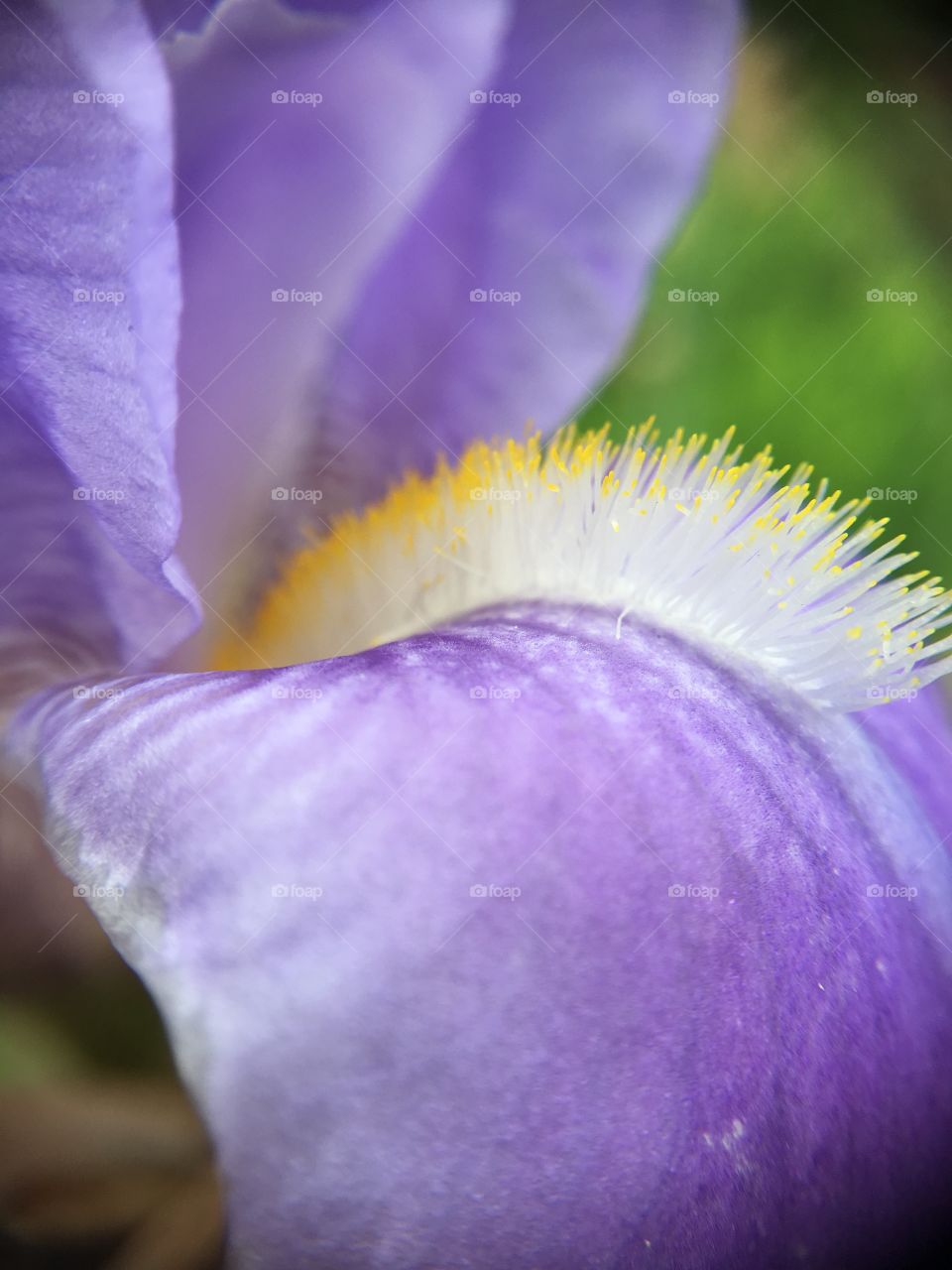 Iris closeup