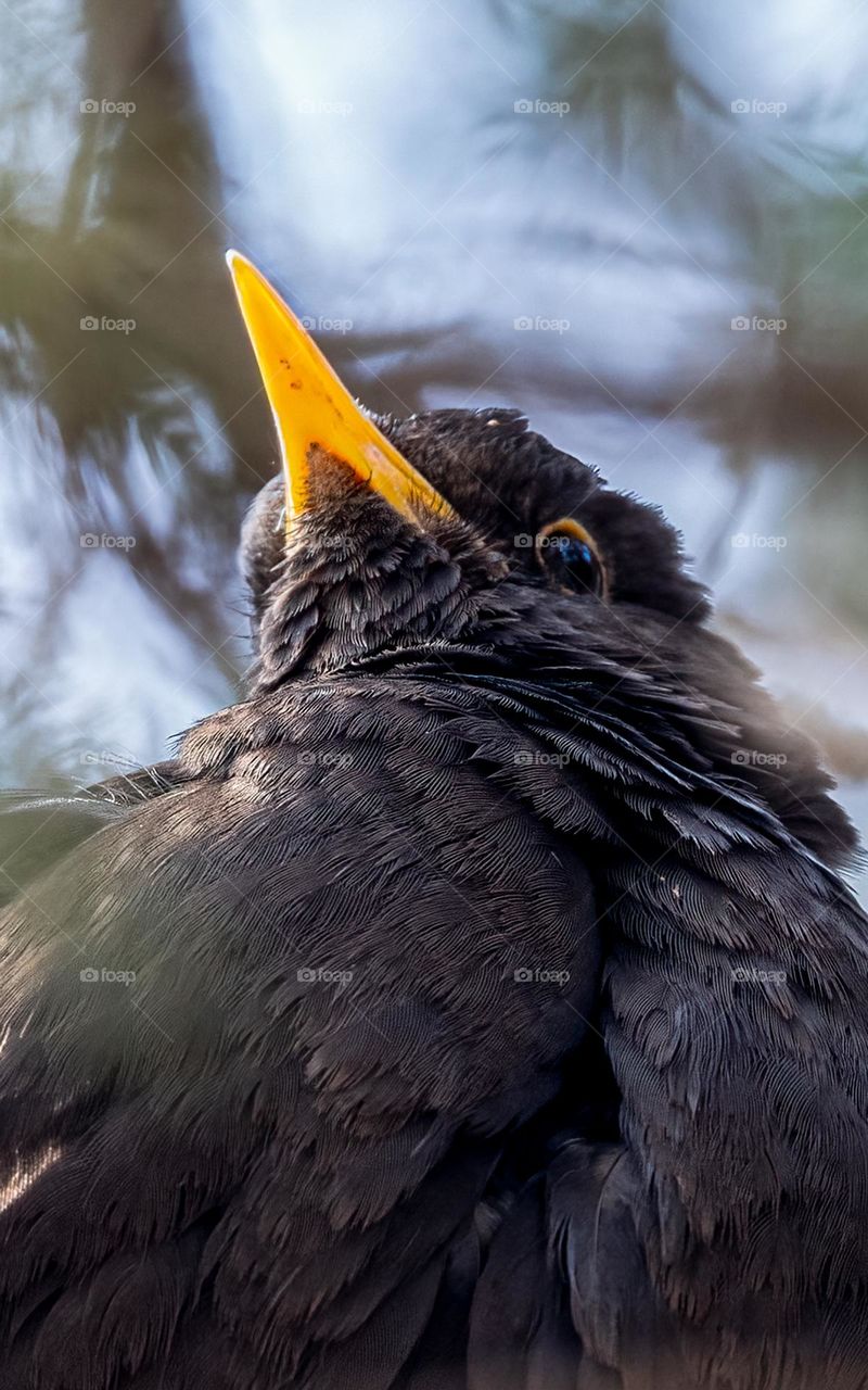 Common Blackbird