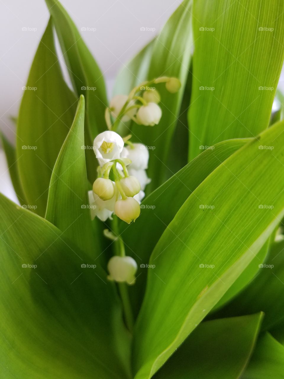 Lilly of the valley blooming