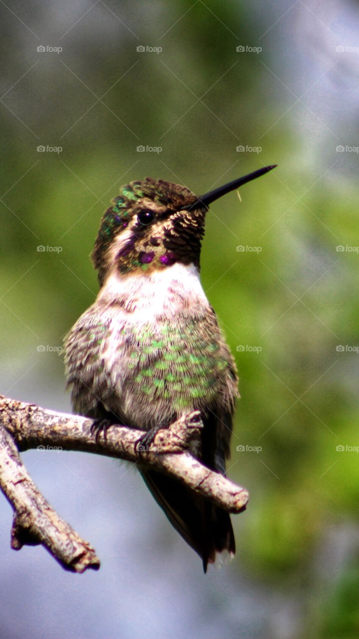 Hummingbird close up