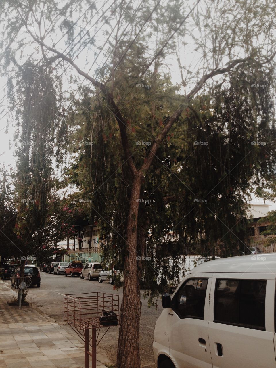 Quase não reparamos as árvores que sobrevivem ao caos da cidade
