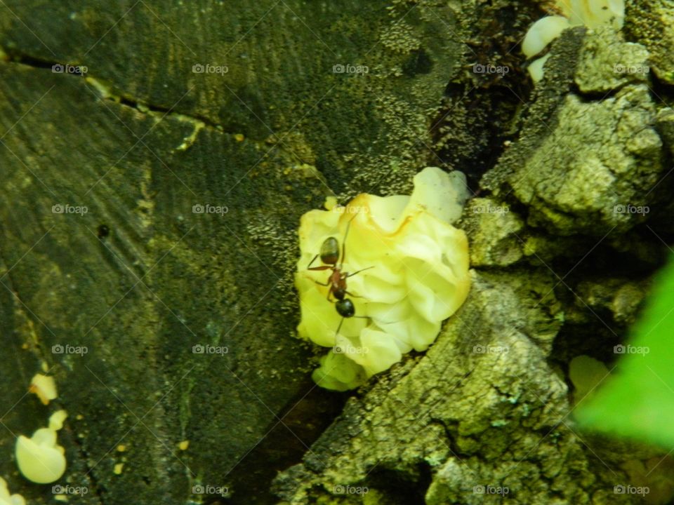 ant on fungus