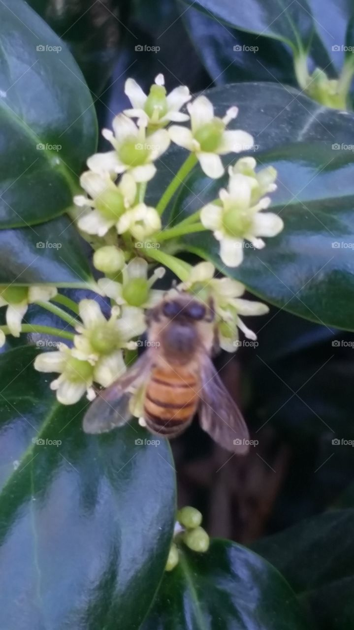 Harvesting Honeybee