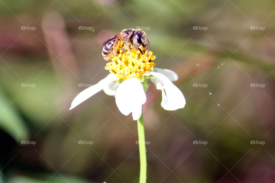 Bee on white flower