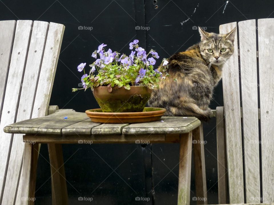 Cat sitting on the table