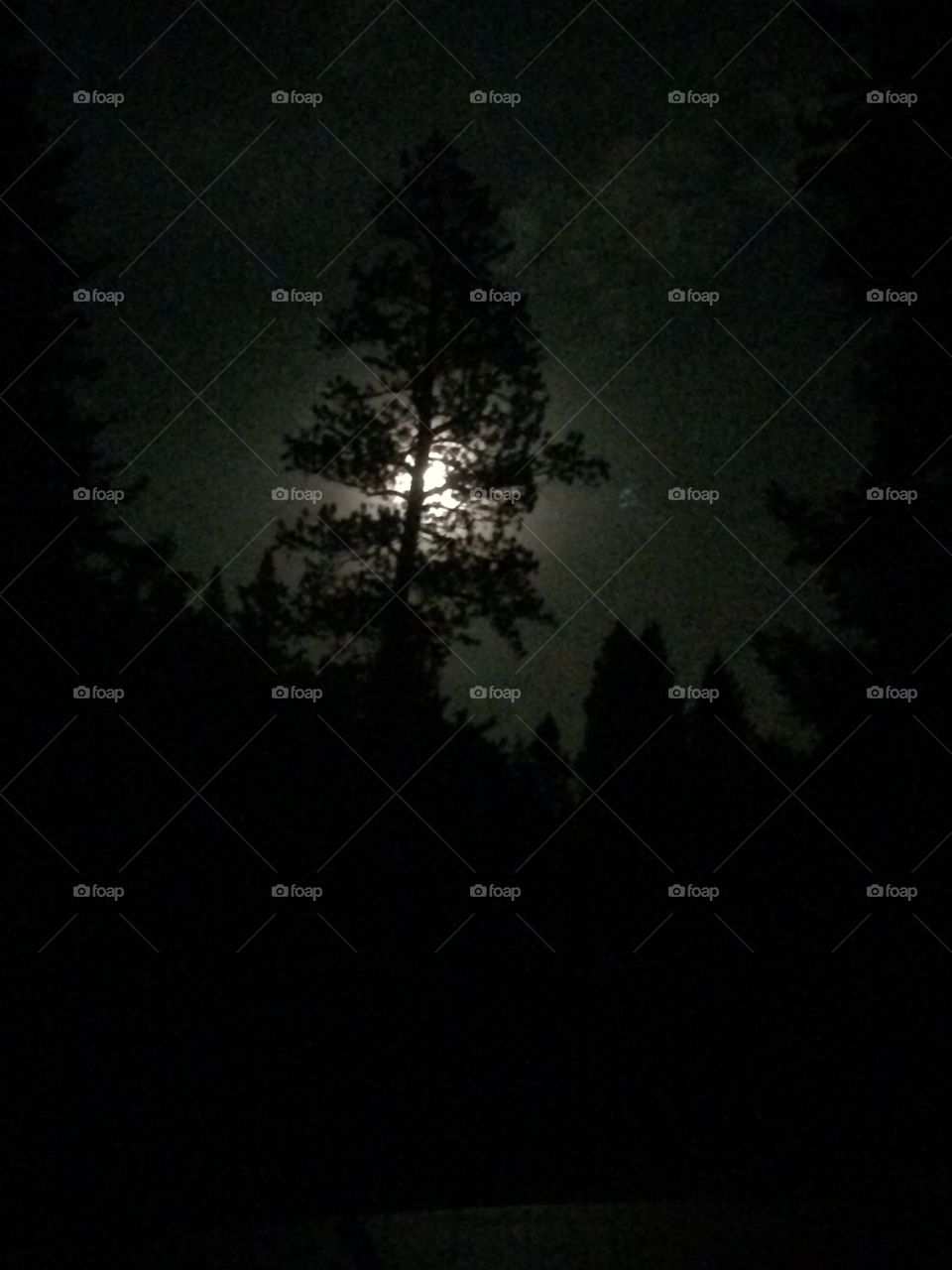 Midnight Moon and Pine. Camping in Carson National Forest in New Mexico, USA