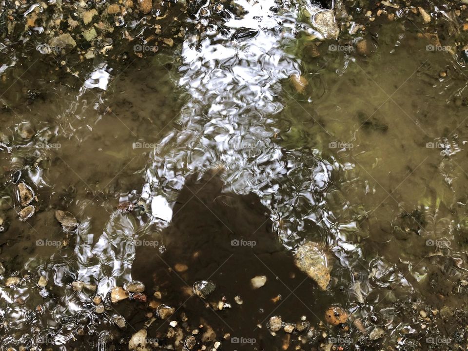 Water Puddle for Nature Lovers