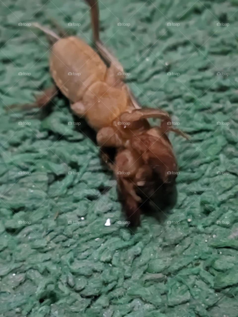 a mole cricket.