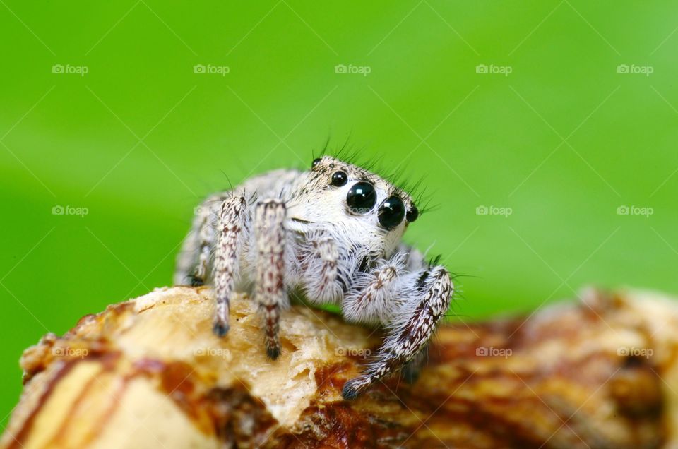 Macro shot of a jumping spider.