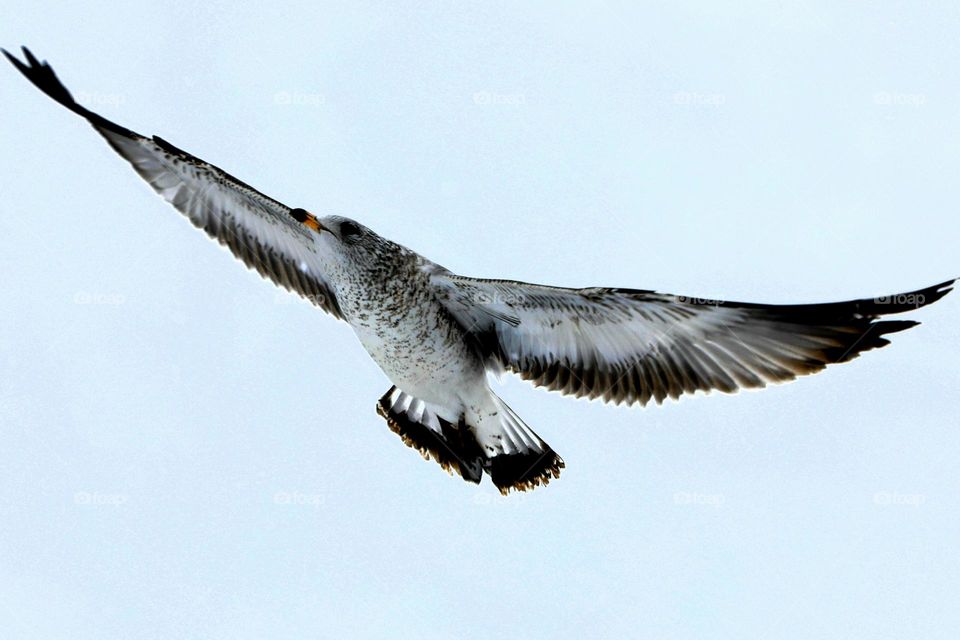 Bird in Canada