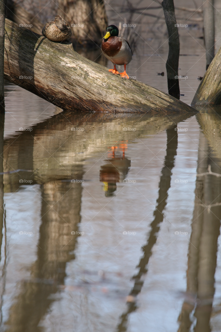 reflections mallard ducks by camcrazy