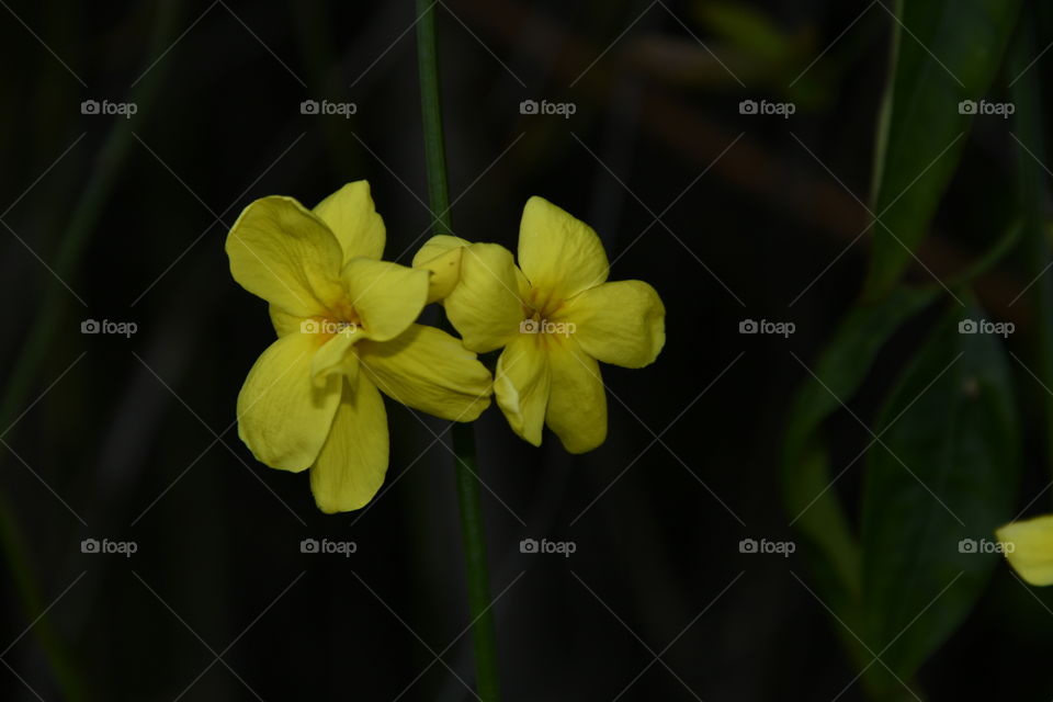 Jardín botánico, Madrid