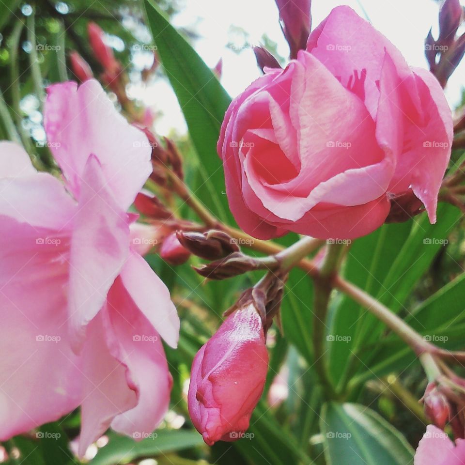 Growing. Pink flowers in the garden