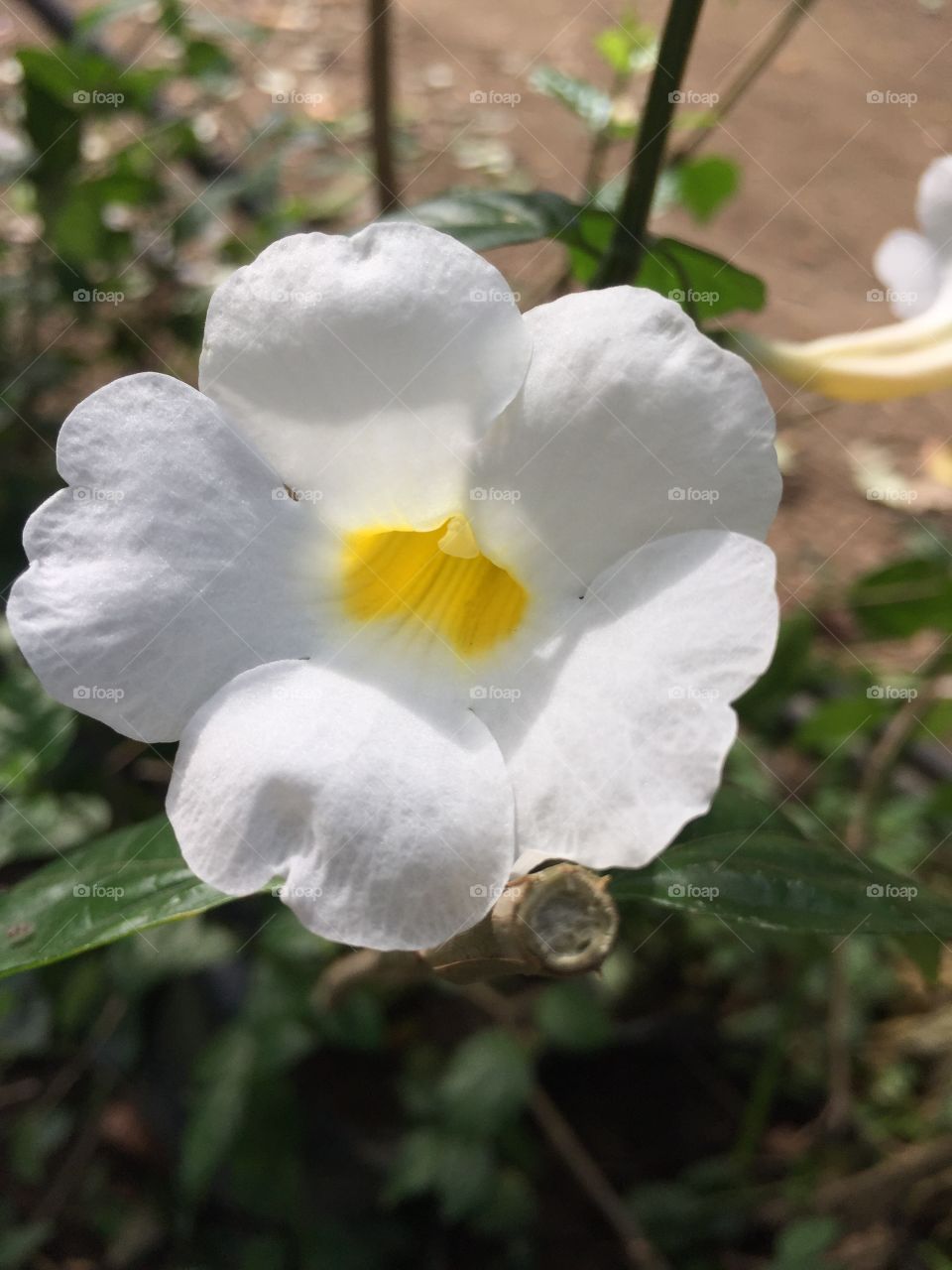 White flower 