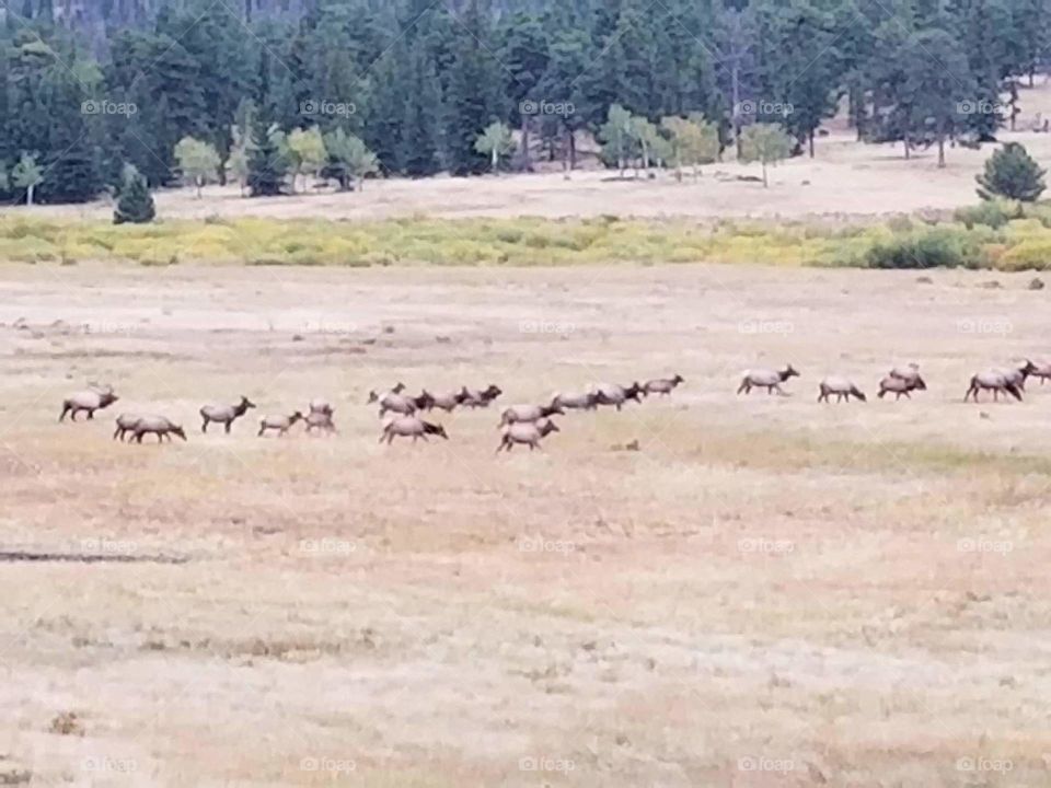 RMNP Elk herd