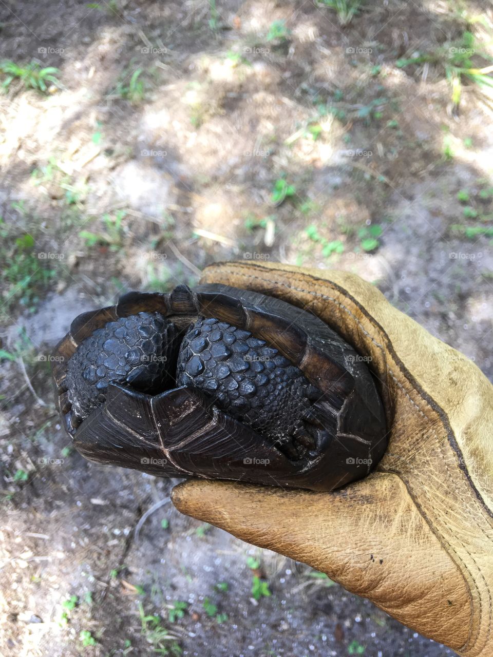 Small tortoise, or gofer turtle 