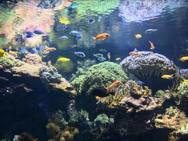 oceanografic