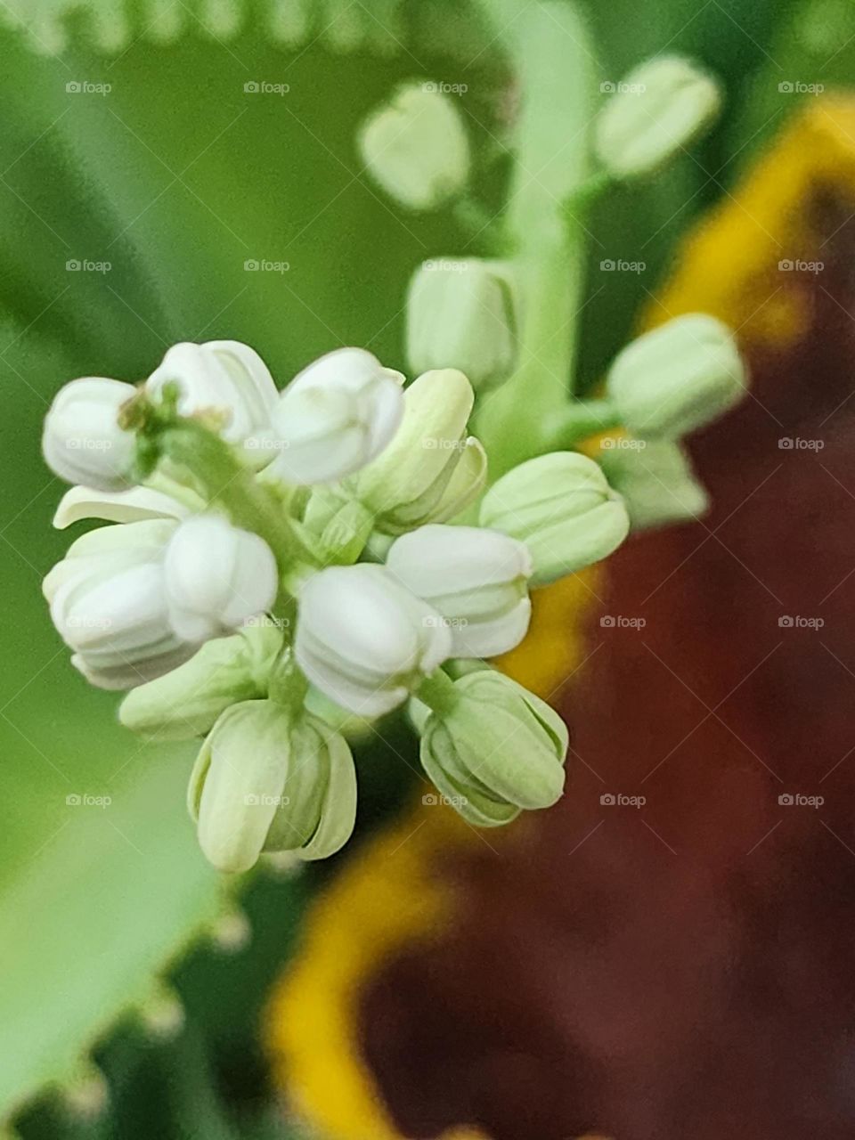 white n green lily buds