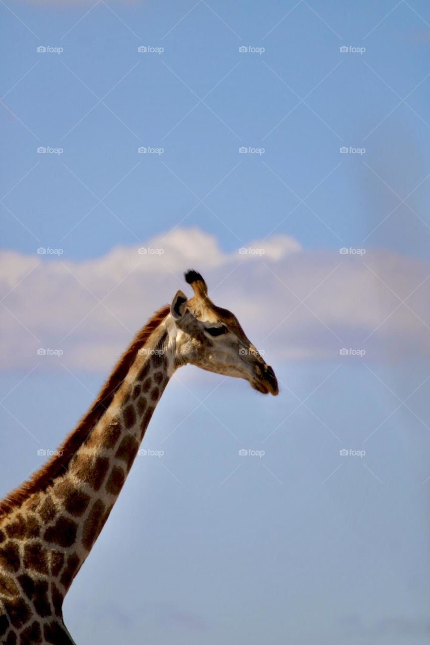 A side view of a giraffe in Zimbabwe 