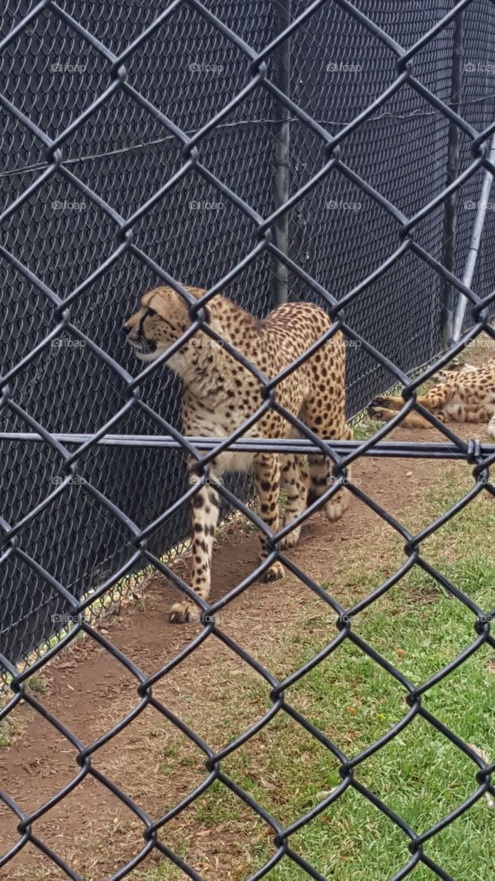 cheetah pacing after seeing Lama