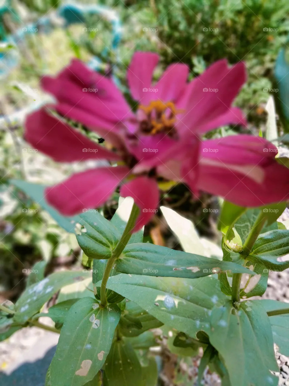 Zinnia is a genus of plants of the sunflower tribe within the daisy family. They are native to scrub and dry grassland in an area stretching from the Southwestern United States to South America, with a centre of diversity in Mexico