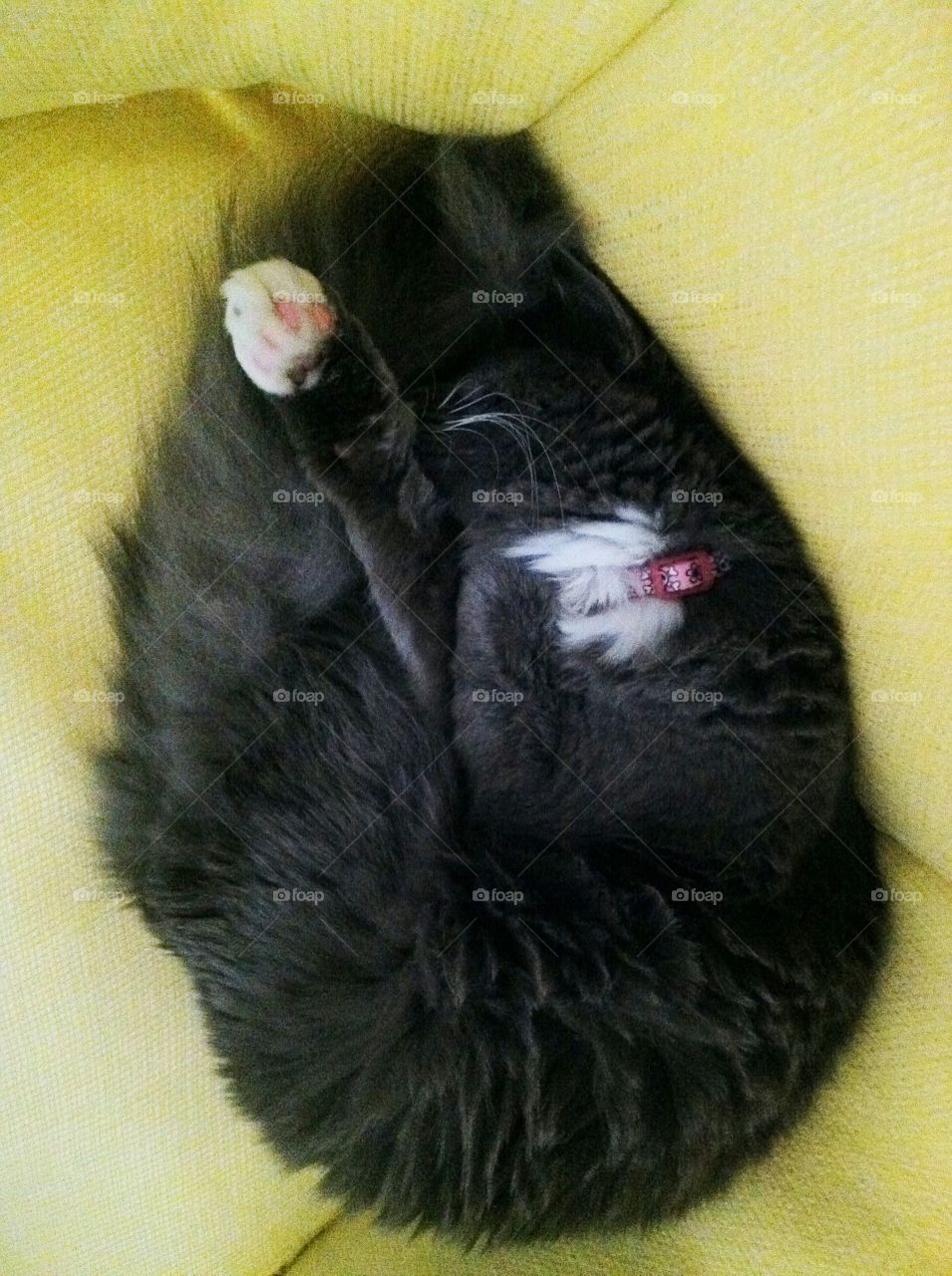 Cat- shrimp. 