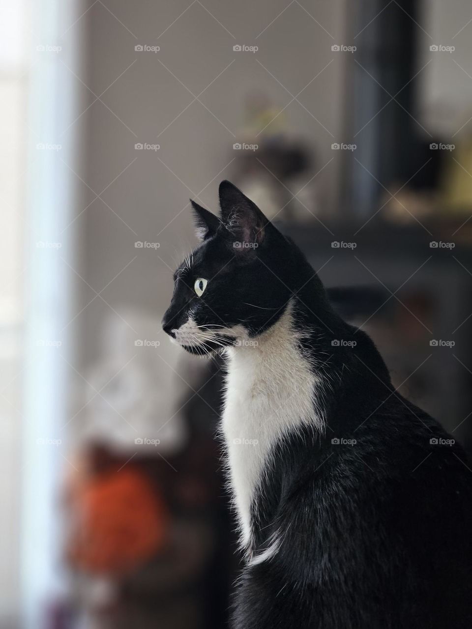 Portrait of a sophisticated Tuxedo cat. These black and white cats are always ready, be it for a party or a quiet evening. Their soft fur is shinny and elegant. Their manners are impeccable.