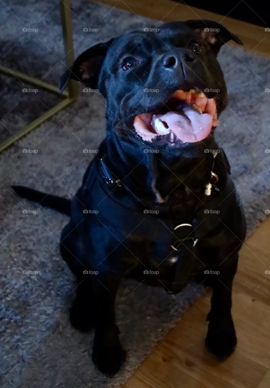 Amstaff