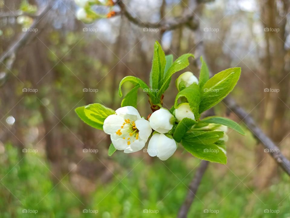 Pears are fruits produced and consumed around the world, growing on a tree and harvested in late summer into mid-autumn