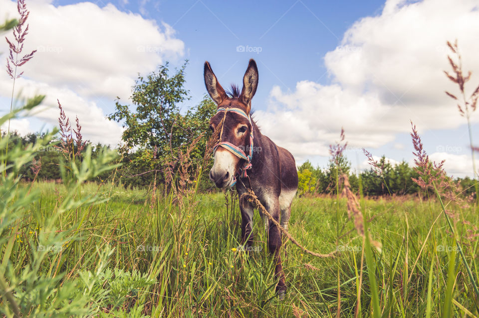 Donkey in the countryside