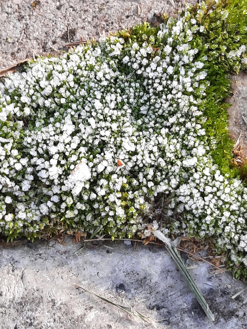 white frost crystals on green moss between  stone pavement