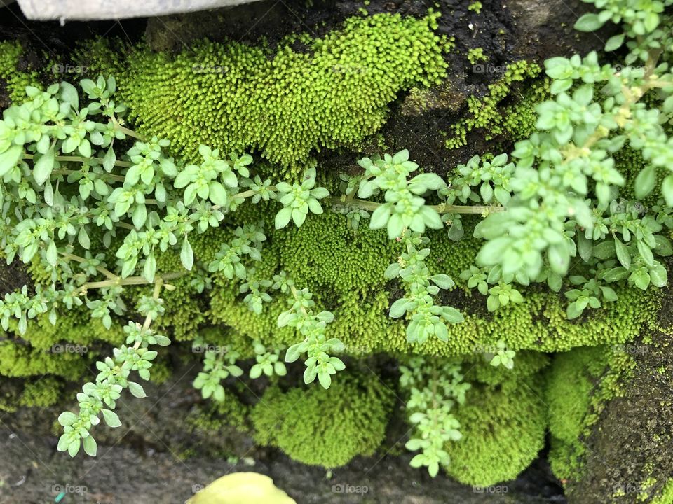 Plants around everywhere, Countryside ( Thailand)