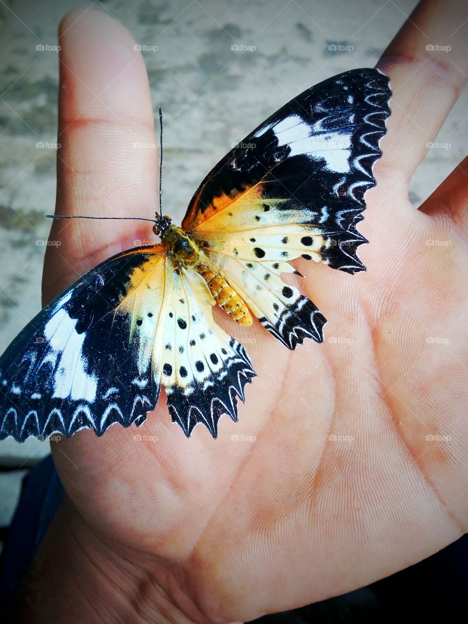 Beautiful Butterfly 😚
 Awesome click Butterfly ..