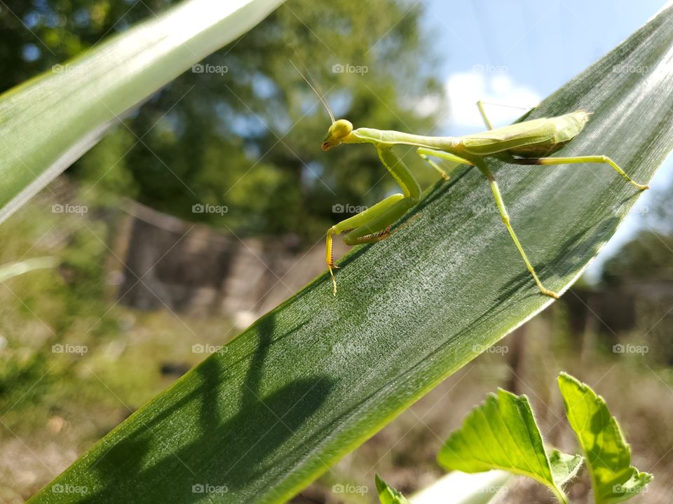 Praying mantis and its shadow